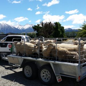 Stock Trailer with Sheep Crate